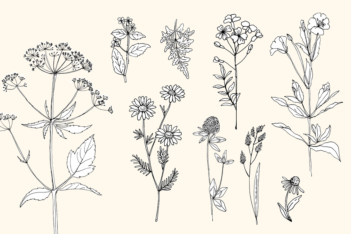 Wildflowers and herbs line sketch, a Decorative Illustration by irina.vaneeva (Photo 2 of 10)