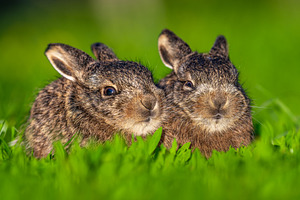 Two wild leverets resting in green spring grass, an Animal Photo by Byrdyak