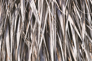 11 Palm Leaves Textures