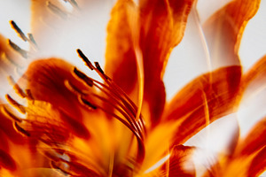 Lily botany floral art flower nature plant bud, a Background Photo by Photo Drive Studio