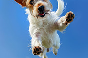 116 Flying animals, an Animal Photo by Handmadefont (Thumbnail 38 of 119)
