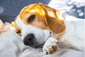 Tricolor beagle Adult dog on sofa in, an Animal Photo by MadPhotos