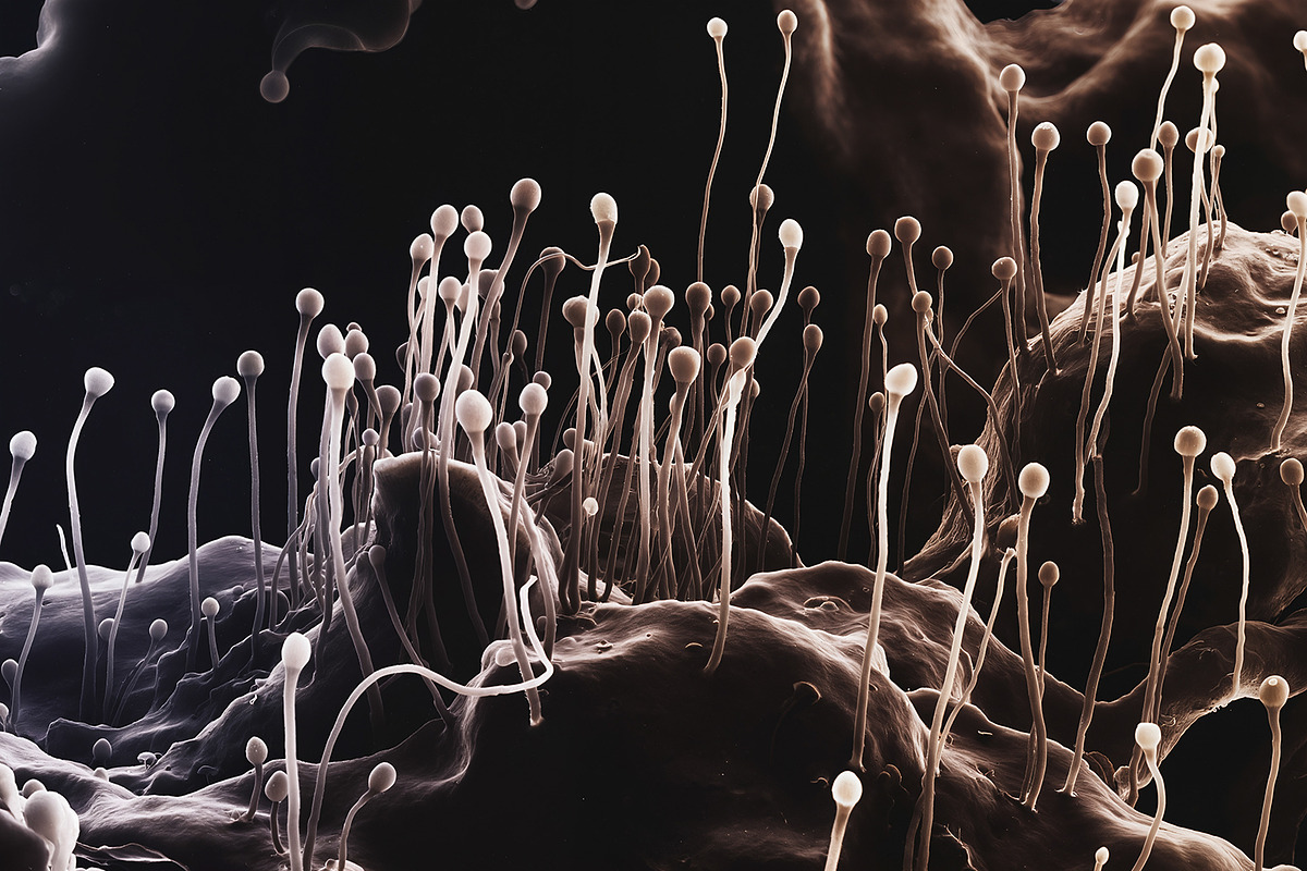 72 Microscopic Fungi Backgrounds, a Background Graphic by h.utomo (Photo 35 of 72)