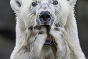 236 surprised animals, an Animal Photo by Handmadefont (Thumbnail 134 of 241)