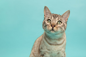 Portrait of a pretty snow bengal cat