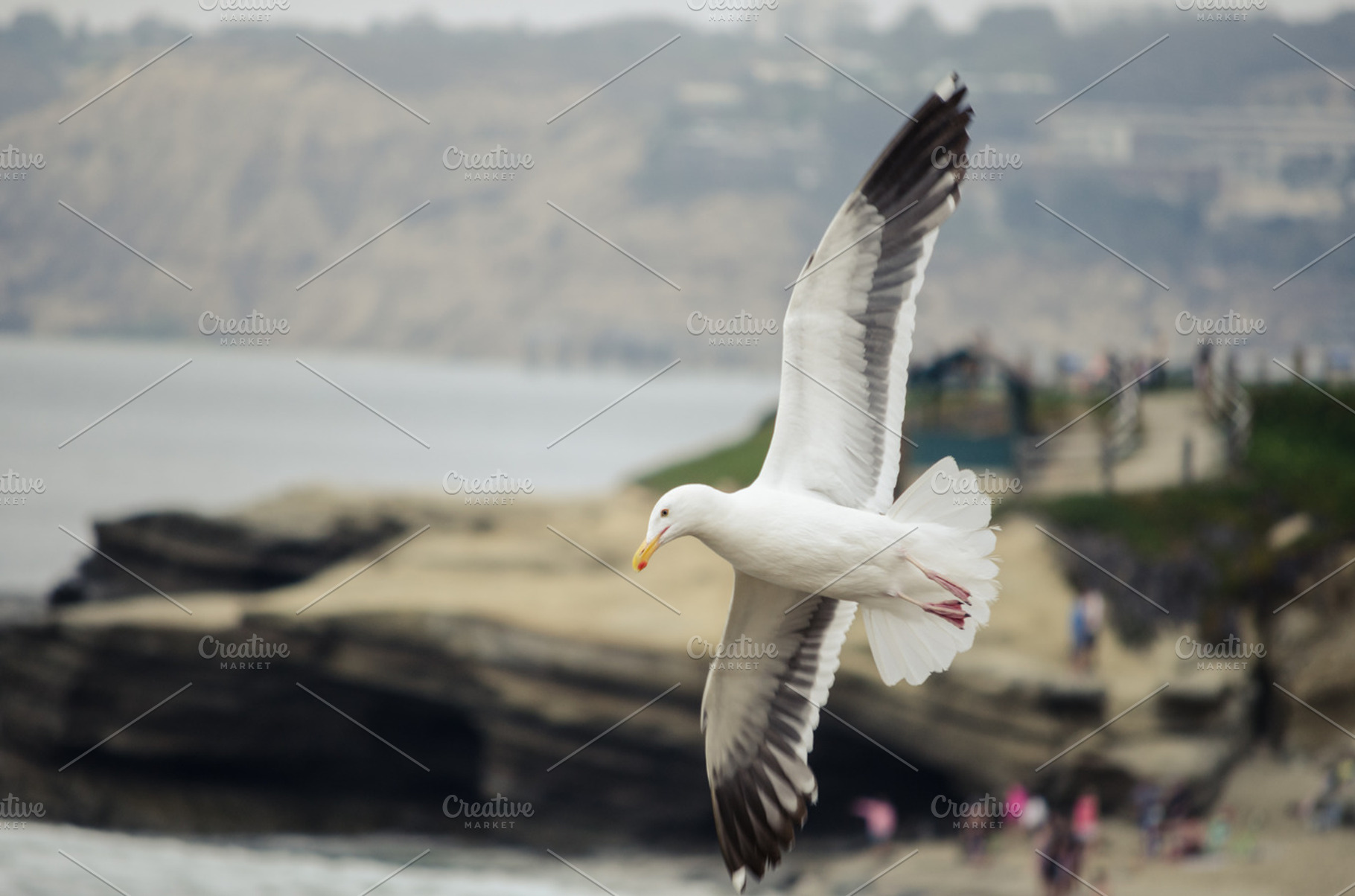 Seagull in flight containing california, coast, and beach