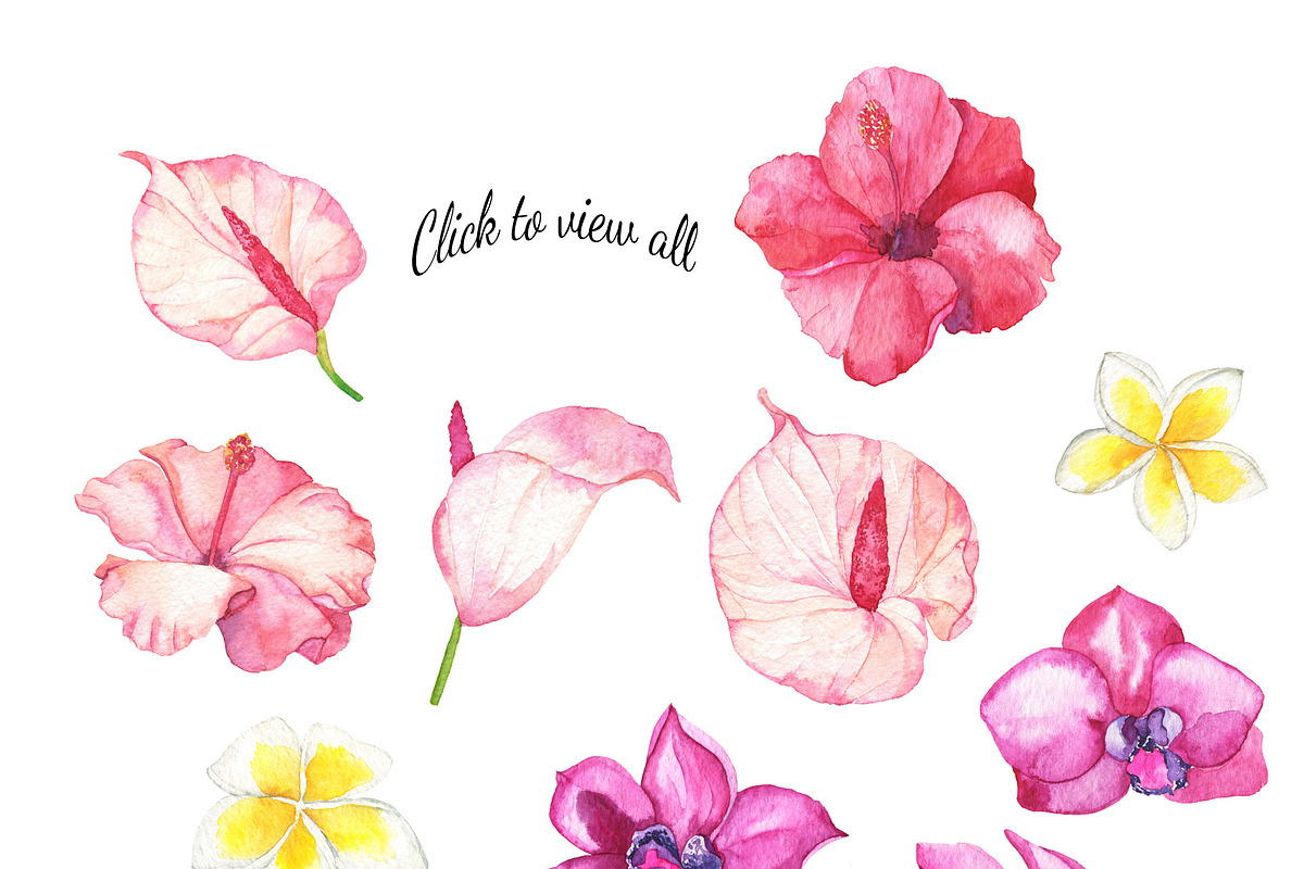 Tropic watercolor flower set, a Decorative Illustration by Watercolor & sketches (Photo 2 of 7)