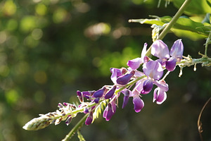 Nature Bundle