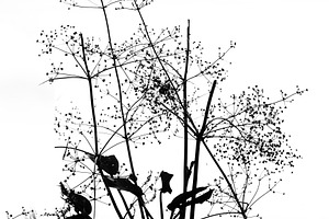 Black and white silhouette of water plant reflection on calm lake surface. High, a Nature Photo by Rohan Photography