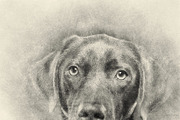 Sketch Photoshop Action, an Action Add-On by Sevenstyles (Thumbnail 21 of 22)