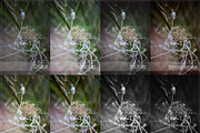 29 Lightroom Presets OH HAPPY DAYS!, an Action Add-On by Les Hirondelles Ph (Thumbnail 5 of 11)