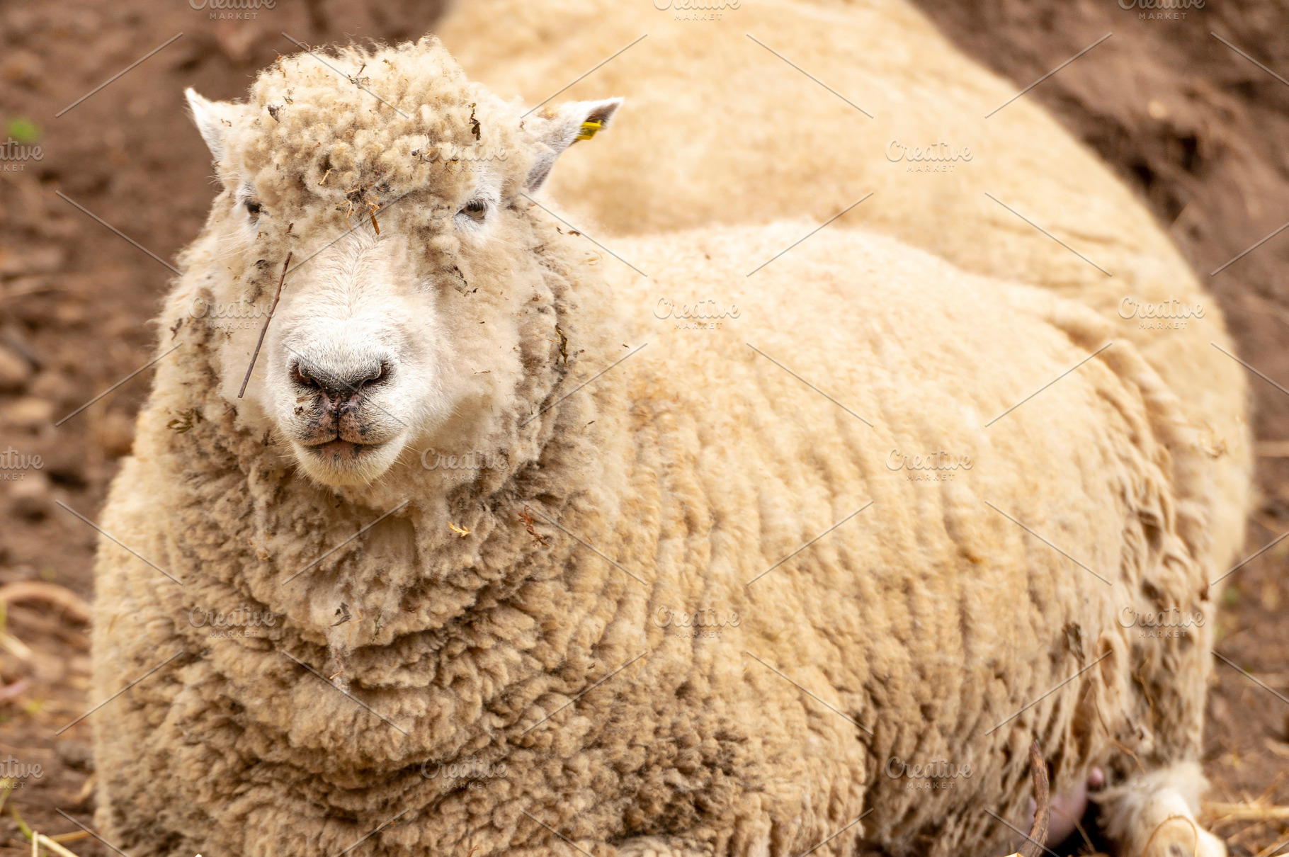 Wooly Dirty Sheep, a Photo by THP Creative