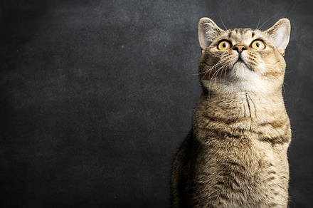 portrait of a gray Scottish straight cat on a black background, an Animal Photo by ndanko