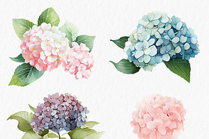 Pink Blue Hydrangea Flower Clipart