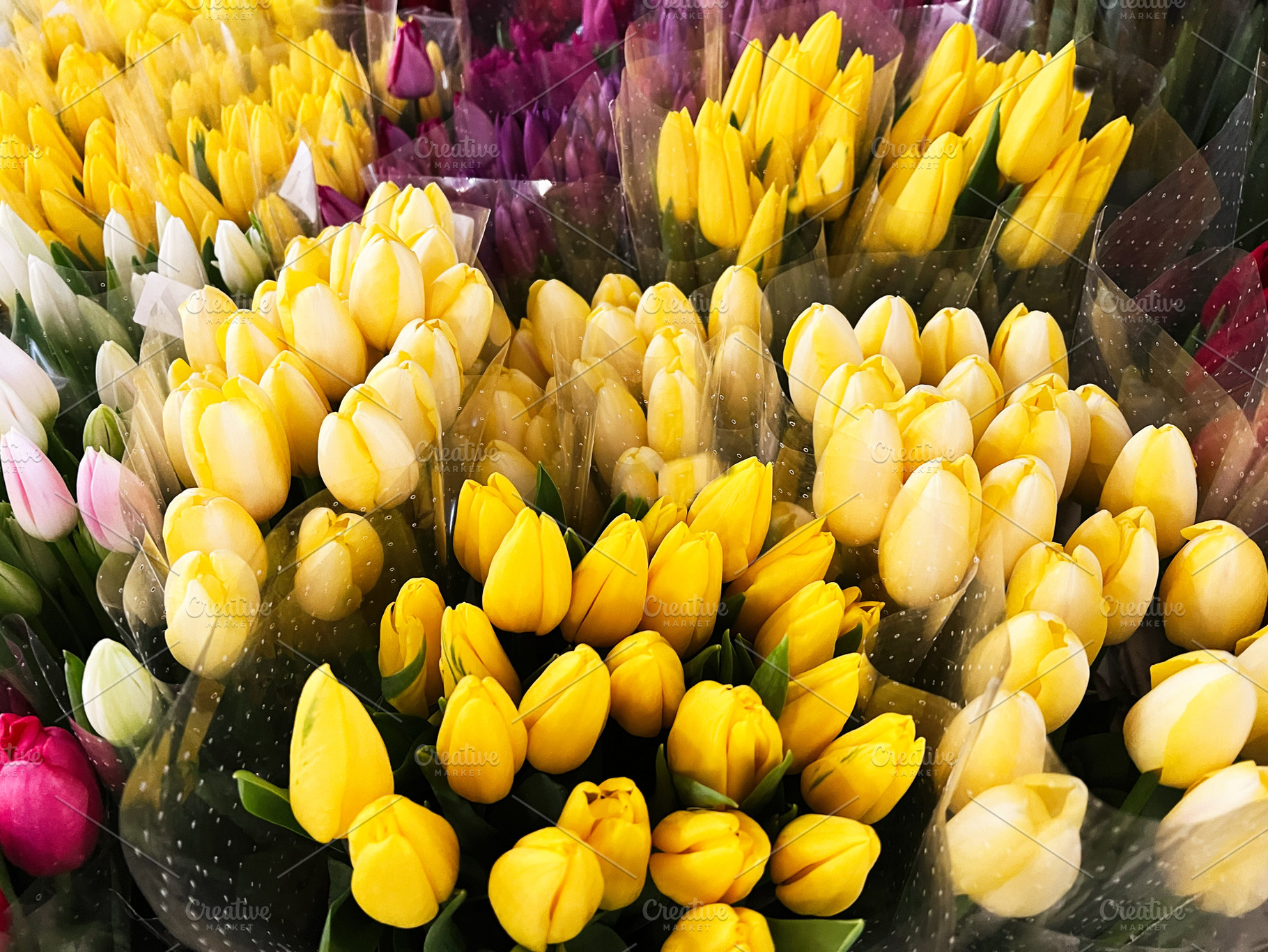 Colorful array of yellow and white tulips wrapped in clear cellophane, a Photo by AS photostudio
