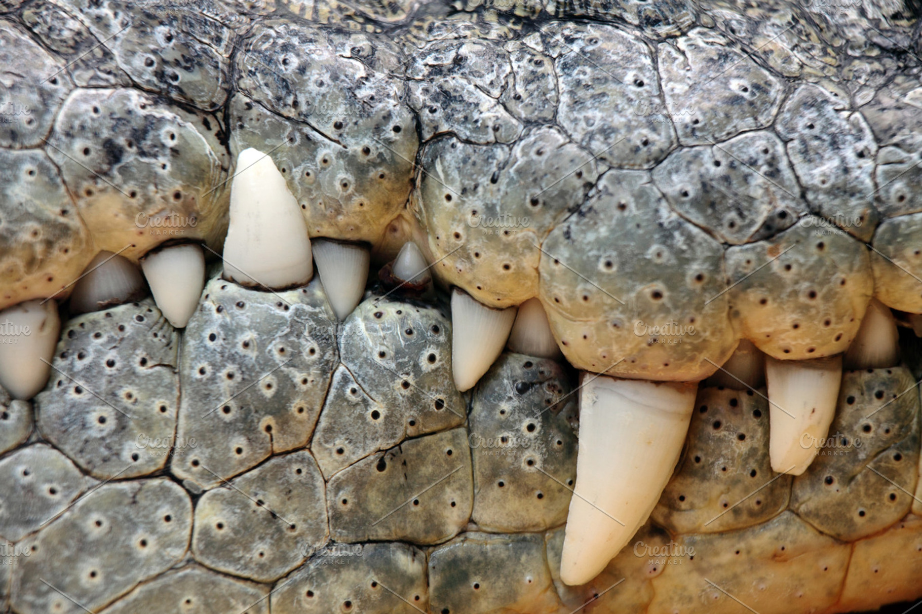 Crocodile teeth, a Photo by De todo un poco