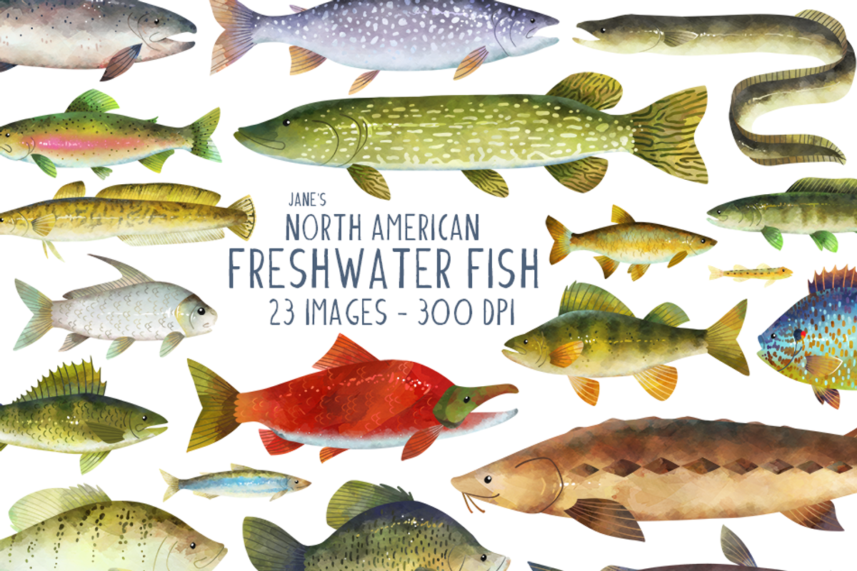 North American Fresh Water Fish, an Object Graphic by DigitalArtsi (Photo 1 of 3)