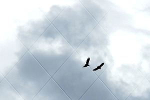 Eagle Pair in the Sky 1 Photograph