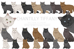 Chantilly Tiffany Cat clipart set, an Animal Illustration by pet design shop