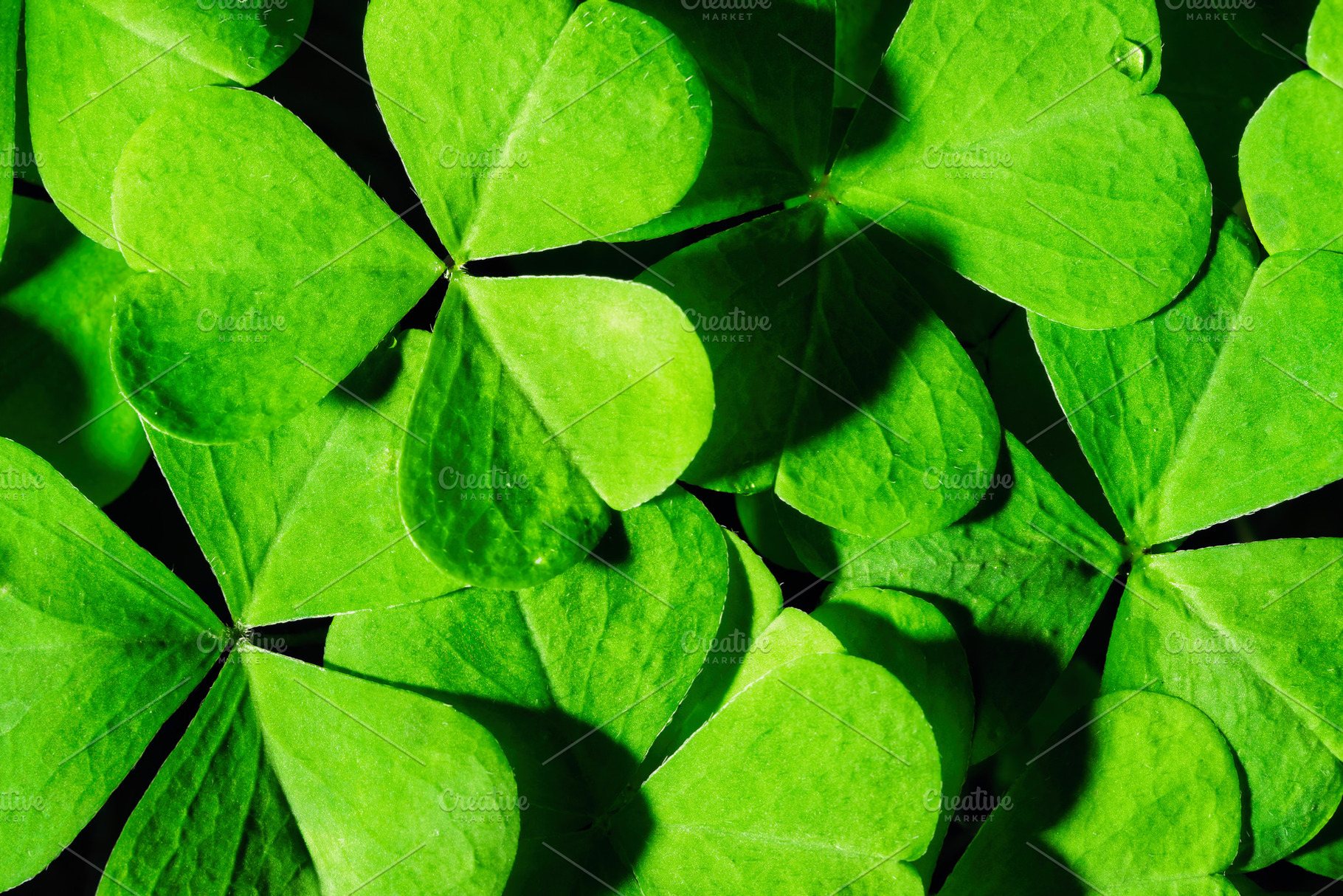 Green clover leaves illuminated by bright sunlight. Fresh shamrock foliage back, a Nature Photo by Eugene_Photo