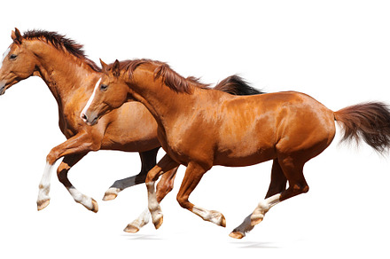 Two horses on white background featuring animal, equestrian, and equine, an Animal Photo by Horses and Dogs
