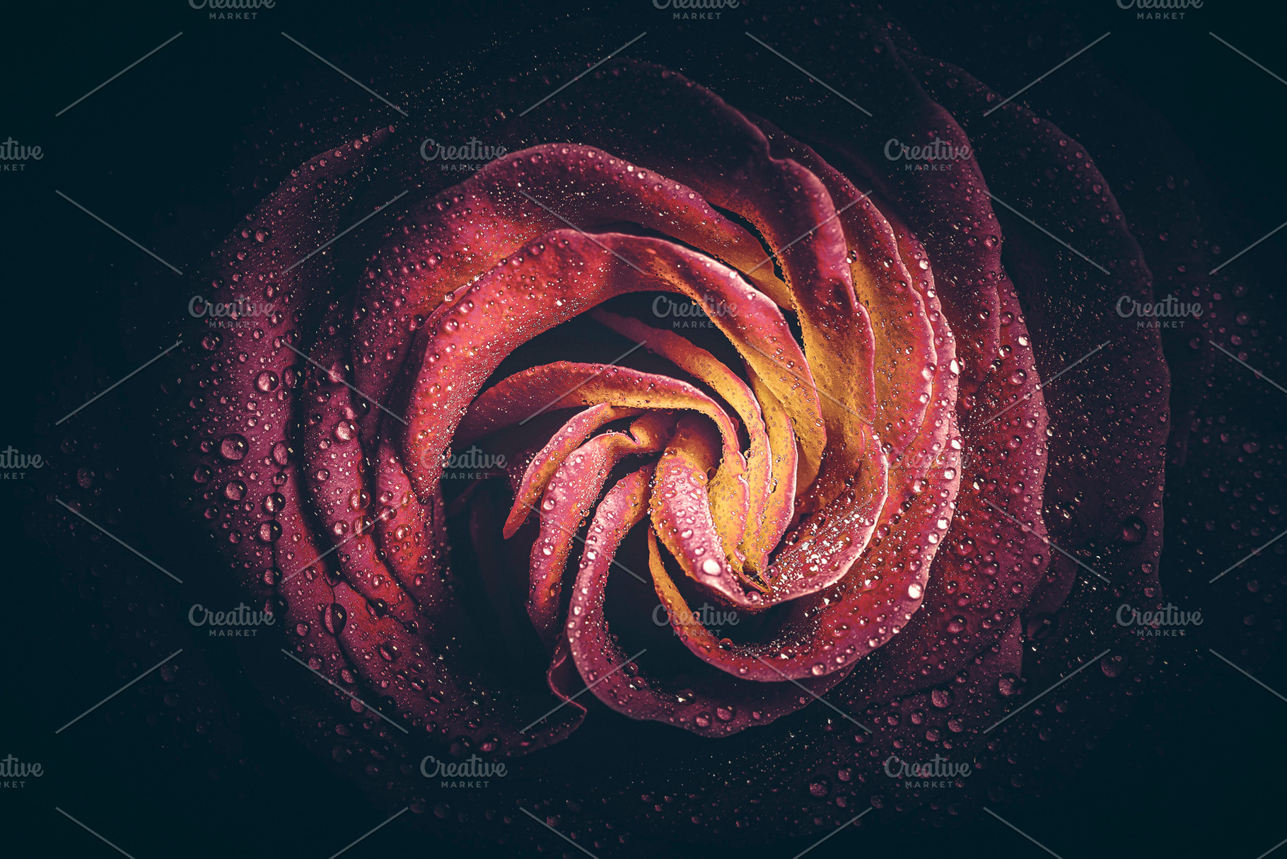 Red Rose in the dark, a Nature Photo by Javier Art Photography