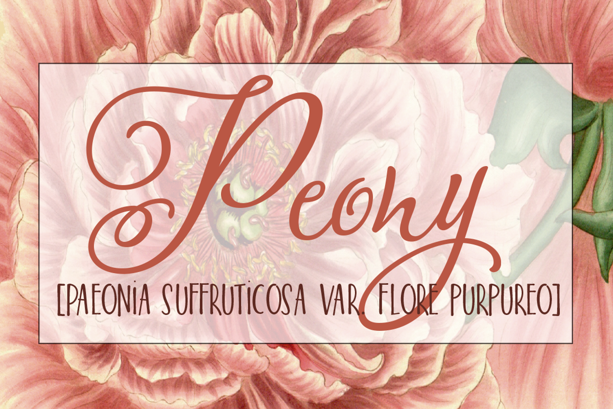 Bloem Script & Sans preview 4