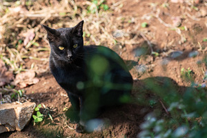 Black cat sitting in the garden.
