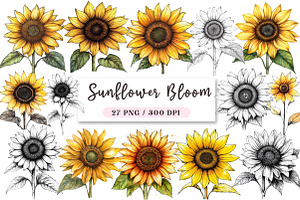 Watercolor Sunflower Bloom Clipart