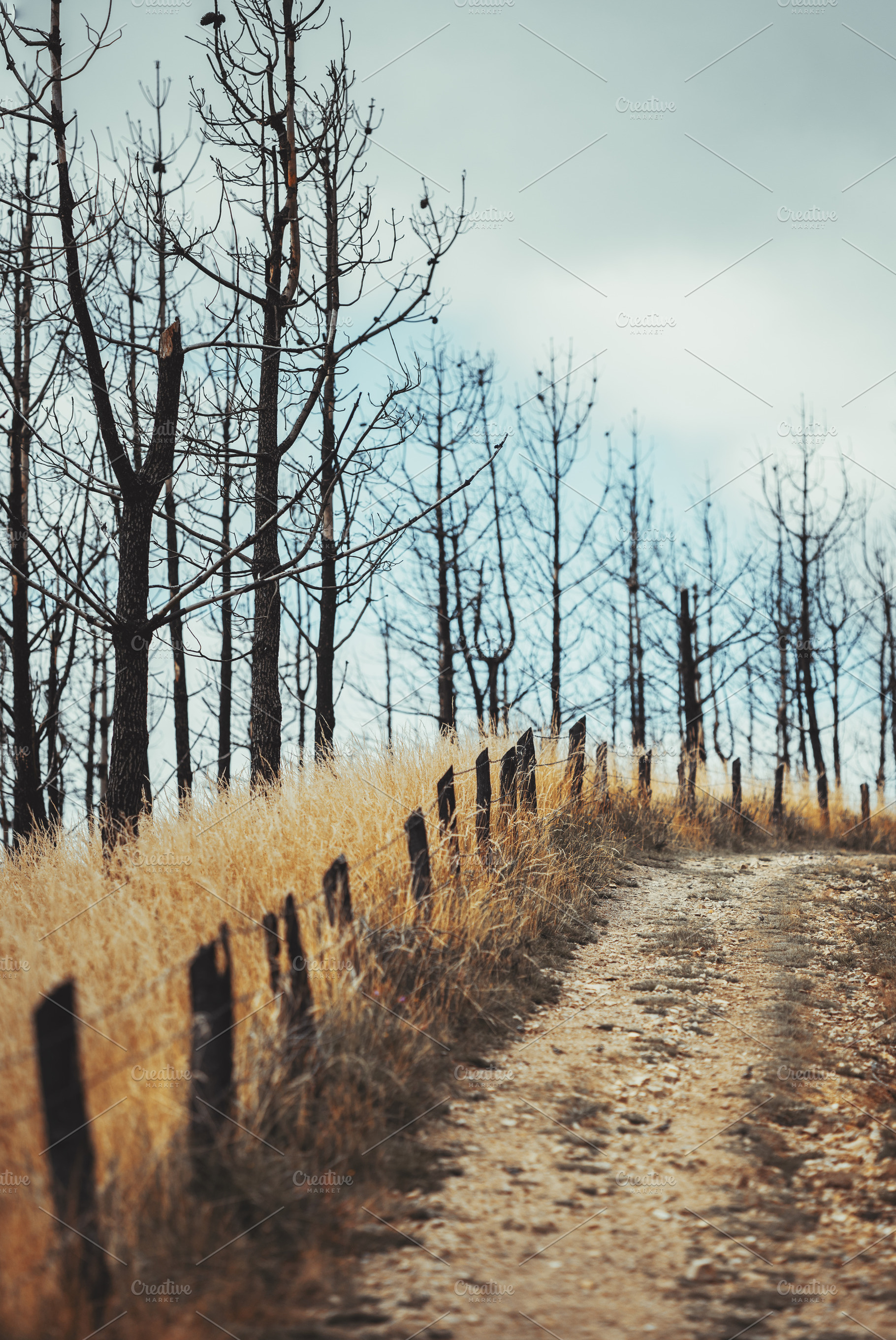Burnt trees and dirt country road, a Nature Photo by SkyNext