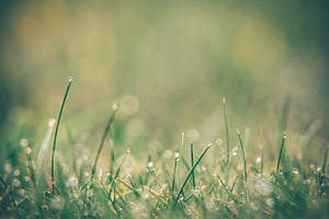Blades of grass stock photograph