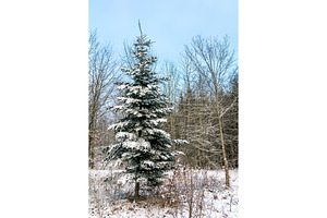 Winter forest in the swabian alps featuring forest, snow, and germany, a Nature Photo by Leonid Andronov