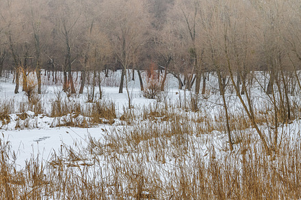 Snow Covered Forest Lake Under Bright Sunshine. Scenic Landscape, a Nature Photo by TanaCh