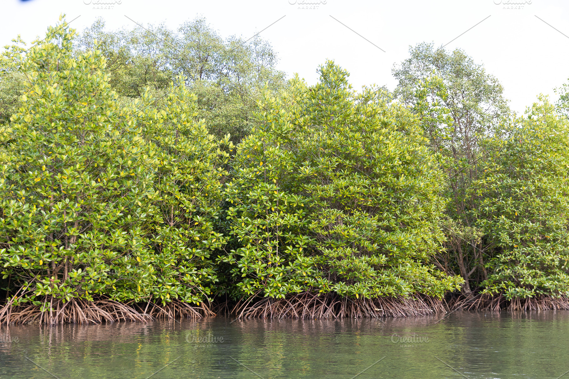 Rhizophora apiculata blume forest, a Nature Photo by Smith Chetanachan