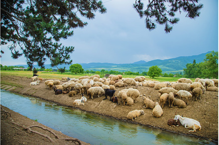 Flock of sheep in the mountains