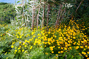 Travel POP Lightroom Presets Collect, a Plug-in Add-On by Martha Dominguez (Thumbnail 6 of 7)