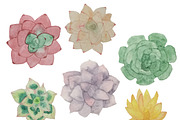 Watercolor Cacti & Succulent 4 pack, an Illustration by Valeri Nick (Thumbnail 4 of 6)