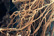 72 Microscopic Fungi Backgrounds, a Background Graphic by h.utomo (Thumbnail 4 of 72)