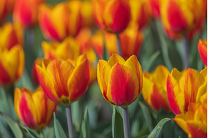 Bicolored red and yellow tulips in
