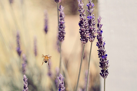Honeybee flying by lavender featuring bee, pollinate, and polllinator
