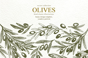 Olive Vector Collection