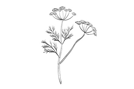 Dill Anethum Graveolens Herb Drawing