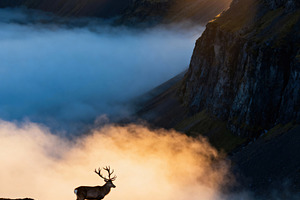 Majestic Reindeer on Cliff, a Nature Photo by Virgo Studio