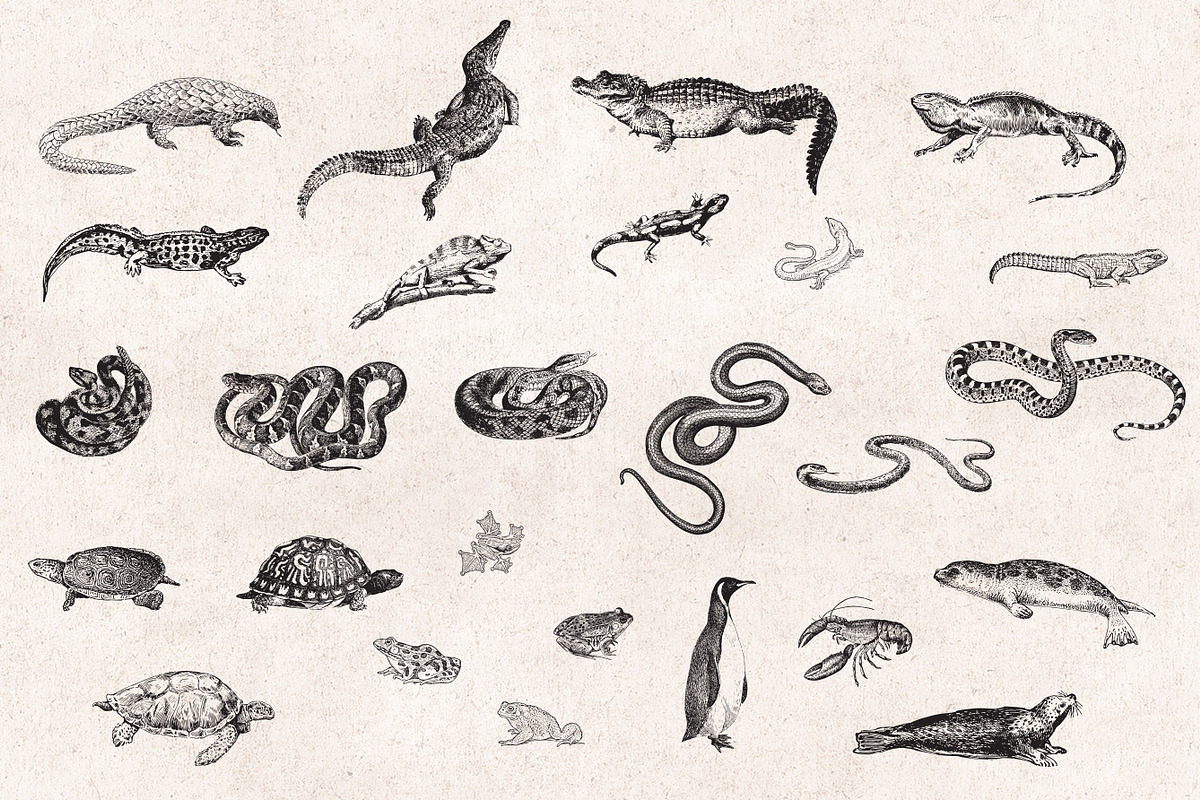 Wild Animals Engravings, an Object Graphic by Graphic Goods (Photo 4 of 9)