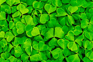 Green clover leaves illuminated by bright sunlight. Fresh shamrock foliage back