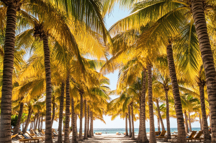 Tropical Palm Tree on a Beach, a Nature Photo by Virgo Studio