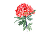 Pomegranate, an Illustration by Watercolor life (Thumbnail 6 of 6)