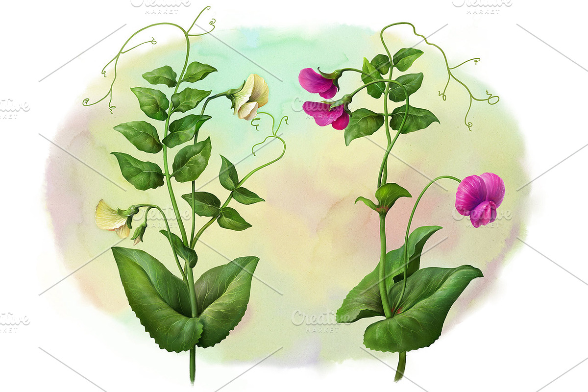 Pea Plant. Botanic Illustrations set, an Education Illustration by Eldar Zakirov's (Photo 4 of 6)