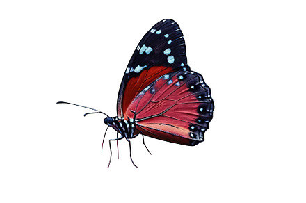 butterfly isolated on white background. Generative Ai, an Animal Photo by Ales Munt