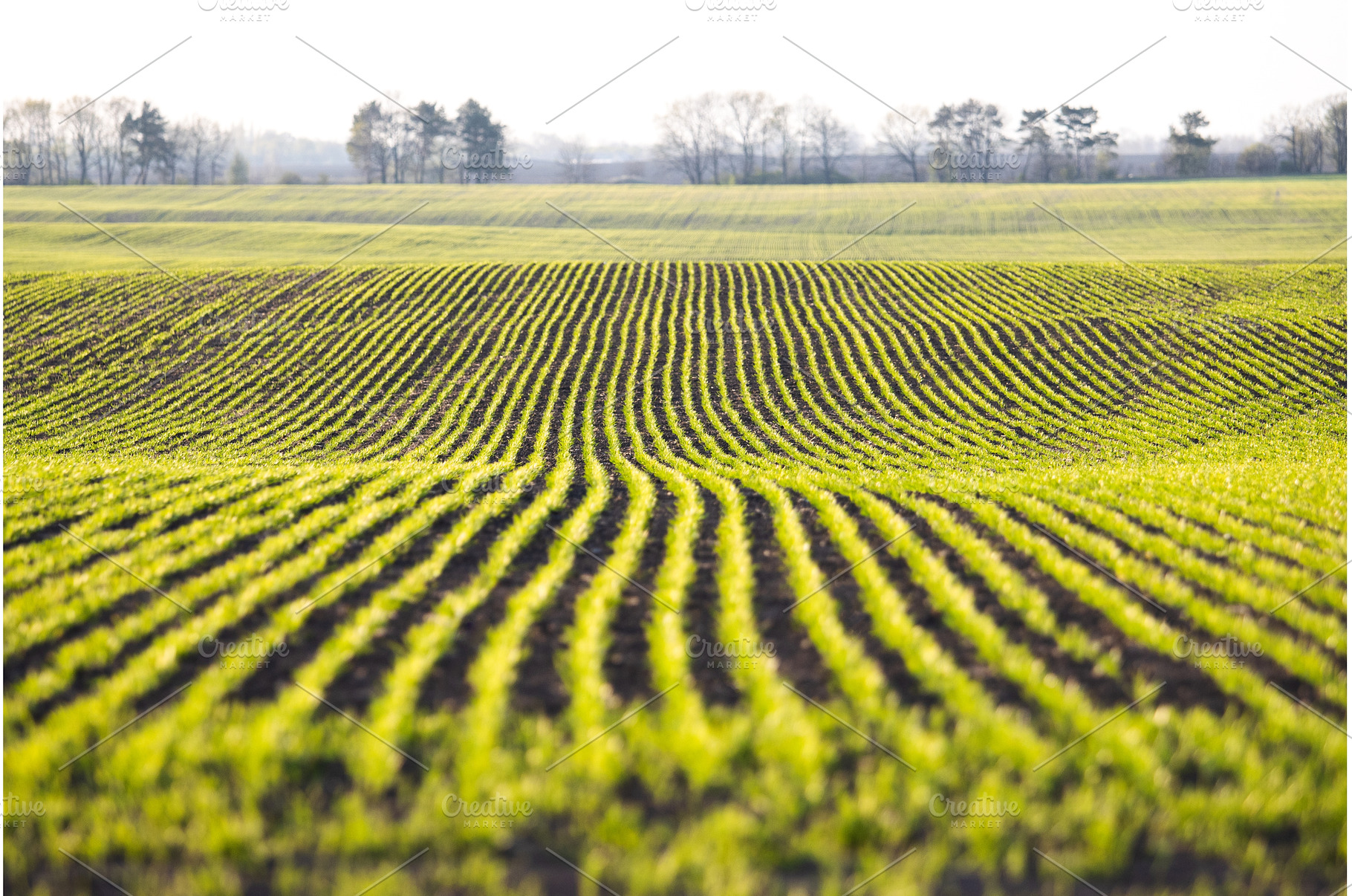 Rows of young green winter wheat, a Nature Photo by Pakosta